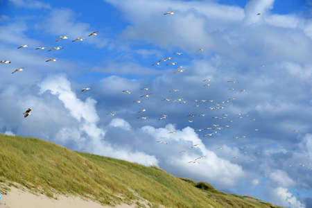 Seagulls on the dunes of Julianadorpの写真素材