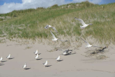 Seagulls on the dunes of Julianadorpの写真素材