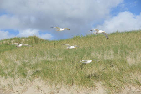 Seagulls on the dunes of Julianadorpの写真素材