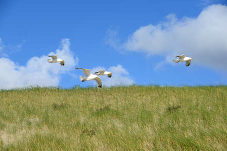 Seagulls on the dunes of Julianadorpの写真素材