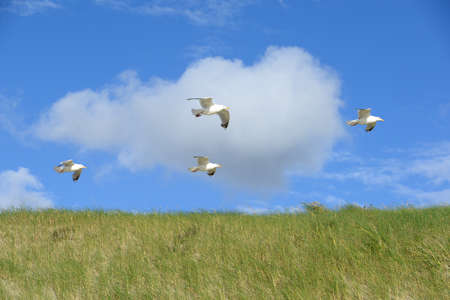 Seagulls on the dunes of Julianadorpの写真素材
