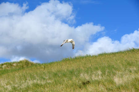 Seagulls on the dunes of Julianadorpの写真素材