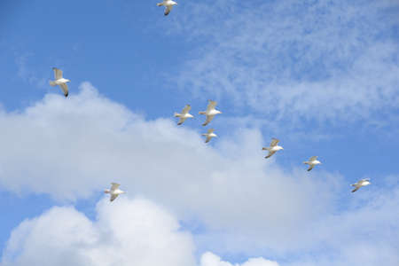 Seagulls on the dunes of Julianadorp