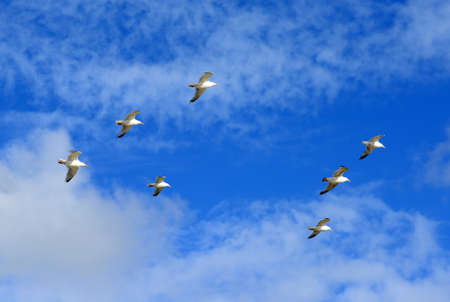 Seagulls on the dunes of Julianadorp