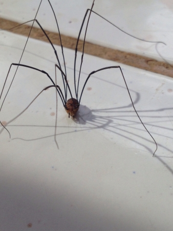 Cellar spider also known as the skull spider