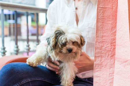 Woman with a small dog and paper bagsの写真素材