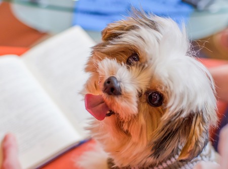 Young woman with a small dog and bookの写真素材