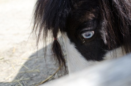 Closeup of small horse in the zooの写真素材