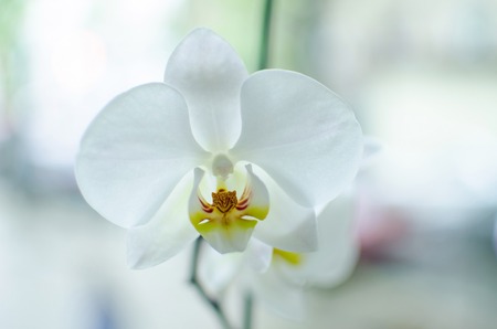 Closeup of orchid with other flowers on the backgroundの写真素材