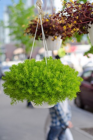 beutiful decoration flowers on the street