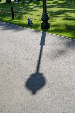 A small dog is walking in the parkの写真素材