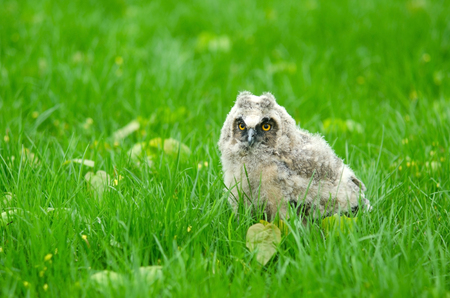 Closeup of small baby owlの写真素材