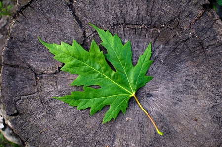 Green fresh leaf on the wooden backgroundの写真素材