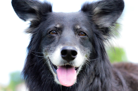 Black dog type shepherdの写真素材