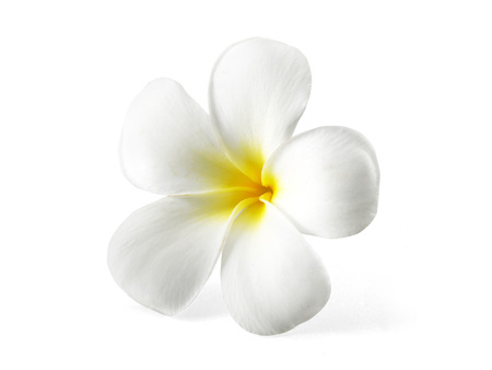 frangipani flower isolated on white backgroundの写真素材