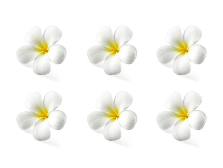 frangipani flower isolated on white backgroundの写真素材
