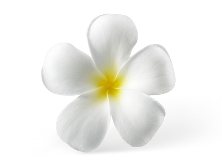 frangipani flower isolated on white backgroundの写真素材