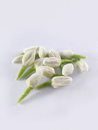 Jasmine is made from tissuesの写真素材