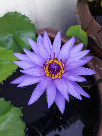 purple lotus in the basinの写真素材