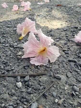 Pink flower on Gravel