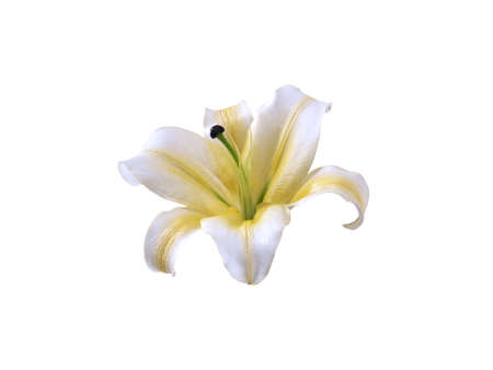 flower beautiful on a white isolated backgroundの写真素材