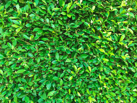 Green leaf texture. leaf texture backgroundの写真素材