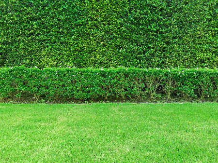 Long tree hedge, double layers (two steps); small and tall hedge. Upper part isolated on white...