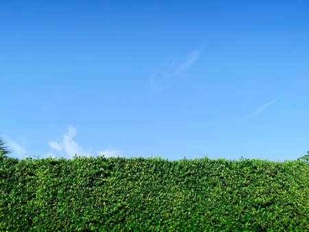 Green grass wall texture and bright blue sky