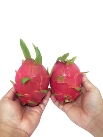 Male hand holds ripe dragon fruit on white backgroundの写真素材