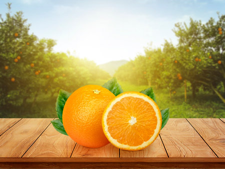 Fresh orange juice with fruits on wooden table and orange plantation with fruits in sun lightの写真素材