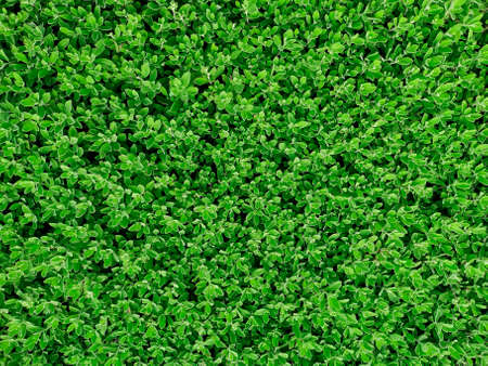 Green grass wall texture for backdrop design and eco wall and die-cut for artworkの写真素材