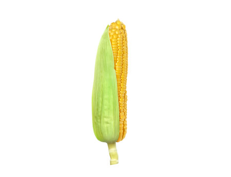 Corn isolated on white backgroundの写真素材