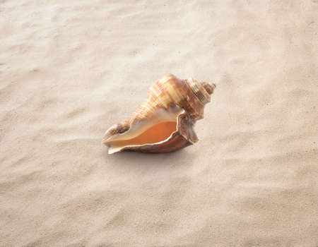 Empty seashell isolated on the sand, beach, sea