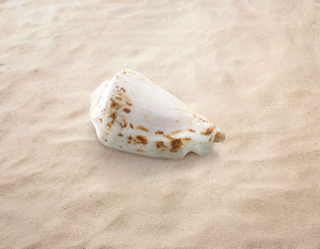 Empty seashell isolated on the sand, beach, sea