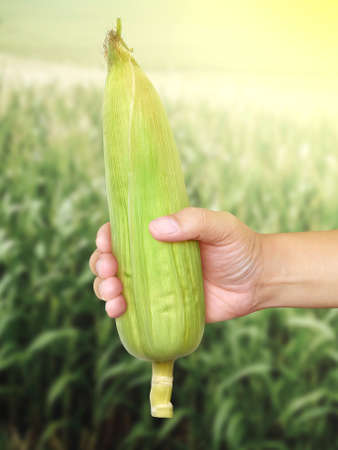 Corn cob in farmer hands while working on agricultural fieldの写真素材