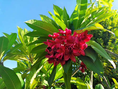 The beauty of the Frangipani flower red plumeria