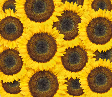 sunflowers flowers seamless pattern design background. Can be tiledの写真素材
