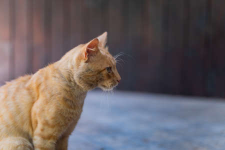 A cute orange tabby cat from the sideの写真素材