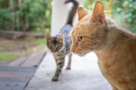 Two cats playing: orange cat siting looks side ways, while a tabby cat lurks behind it - home Cats...
