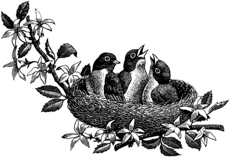 Baby Birdsのイラスト素材