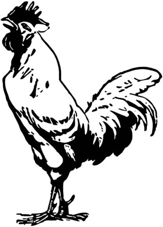 Crowing Roosterのイラスト素材