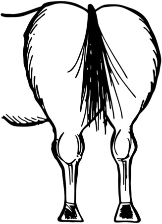 Horse Rear Endのイラスト素材
