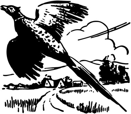 Pheasantのイラスト素材