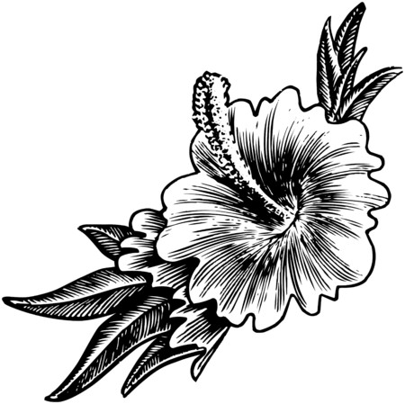 Hibiscus Flowerのイラスト素材