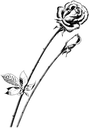 Rosesのイラスト素材