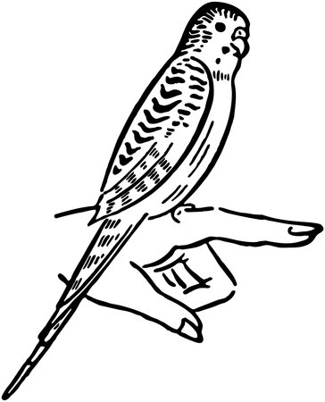 Parakeetのイラスト素材