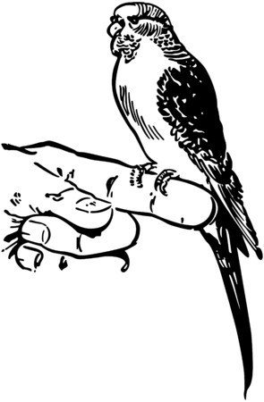 Parakeet 2のイラスト素材