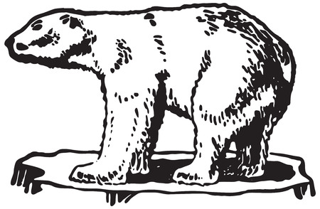 Polar Bearの写真素材