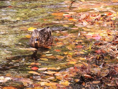 Duck in Autumn, Nikko,Japanの素材