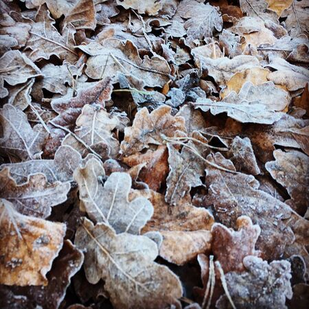 Autumn leave in londonの素材